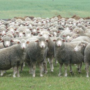 Herd Mentality – a social experiment exposes how quickly and readily people are manipulated to fall in line&nbsp;(Video)