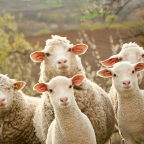 Australian Prime Minister Compares Vaccinated CITIZENS to&nbsp;SHEEP